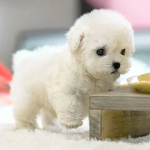 Interactive cuddly dog with realistic movements – for children and older adults