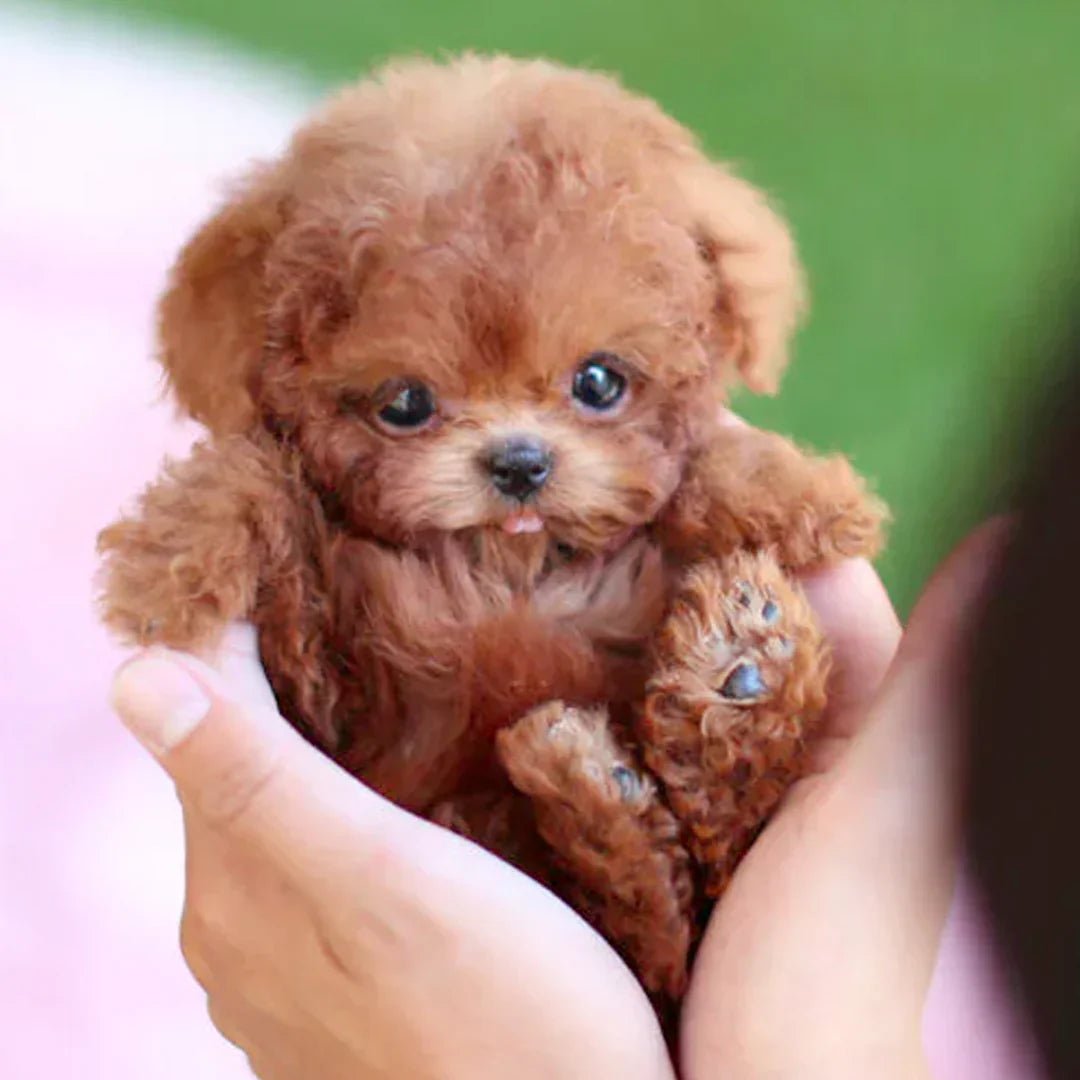 Interactive cuddly dog with realistic movements – for children and older adults