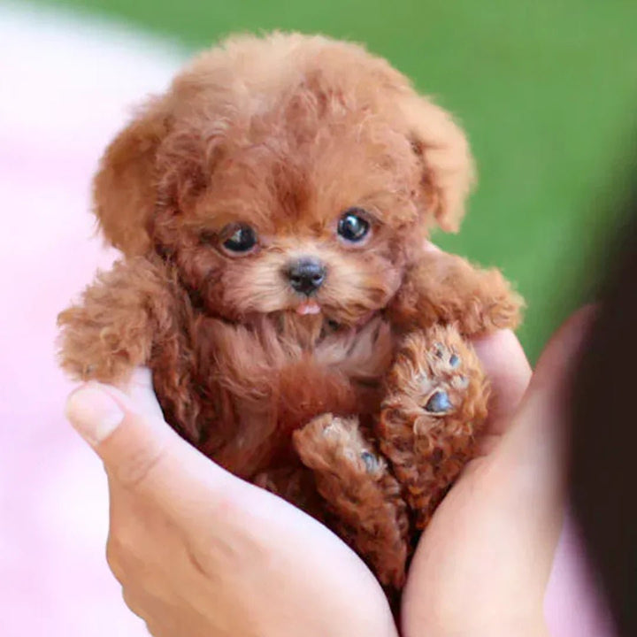 Interactive cuddly dog with realistic movements – for children and older adults