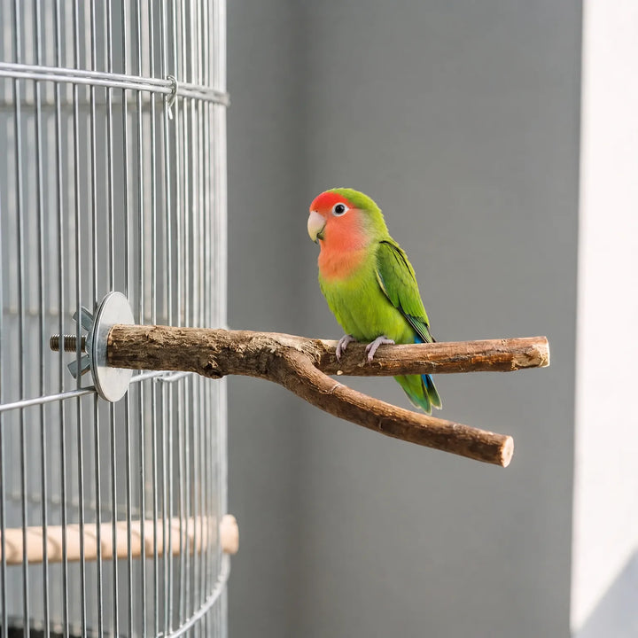 Green and orange lovebird perched on a forked natural branch fixed with a wing nut to the wire of a bird cage. 2