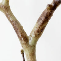 Artificial Bare Decorative Branch - Branchia