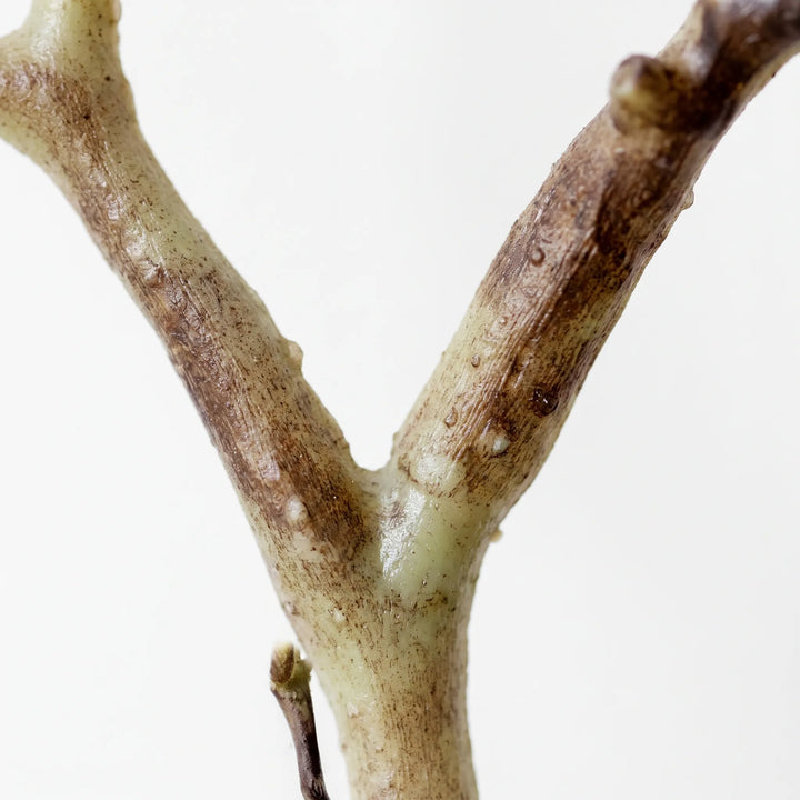 Artificial Bare Decorative Branch - Branchia