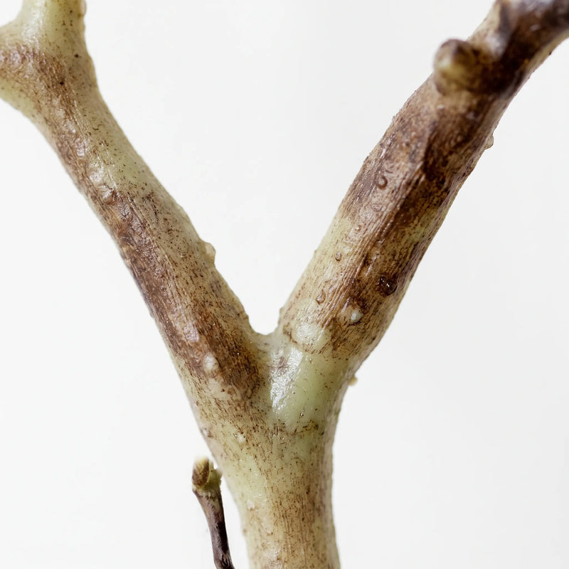 Artificial Bare Decorative Branch - Branchia