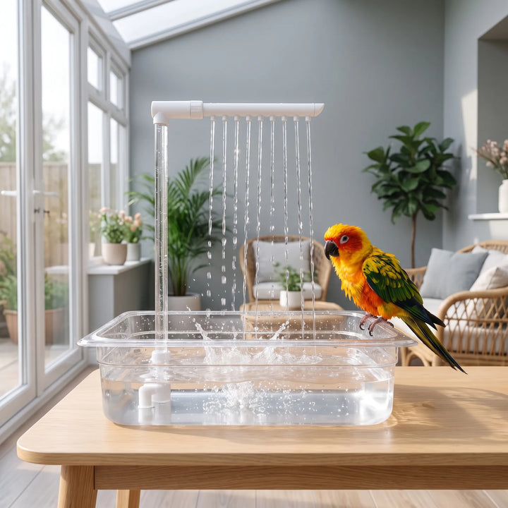 Colourful parrot perched on the rim of the clear water tray on a wooden table in a bright conservatory, streams falling. 2