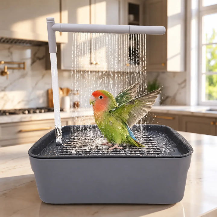 Small green and orange lovebird spreading its wings under the falling water of the bird bath, set on a kitchen worktop. 2