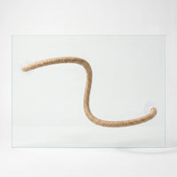 Bendable natural rope perch bent into an S shape, held against a sheet of clear glass by a suction cup at each end. 1