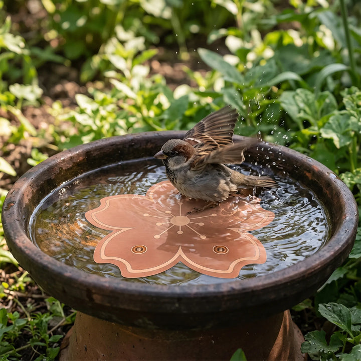 A sparrow splashing in a terracotta bird bath with the copper-coloured blossom disc lying in the water among garden foliage. 2