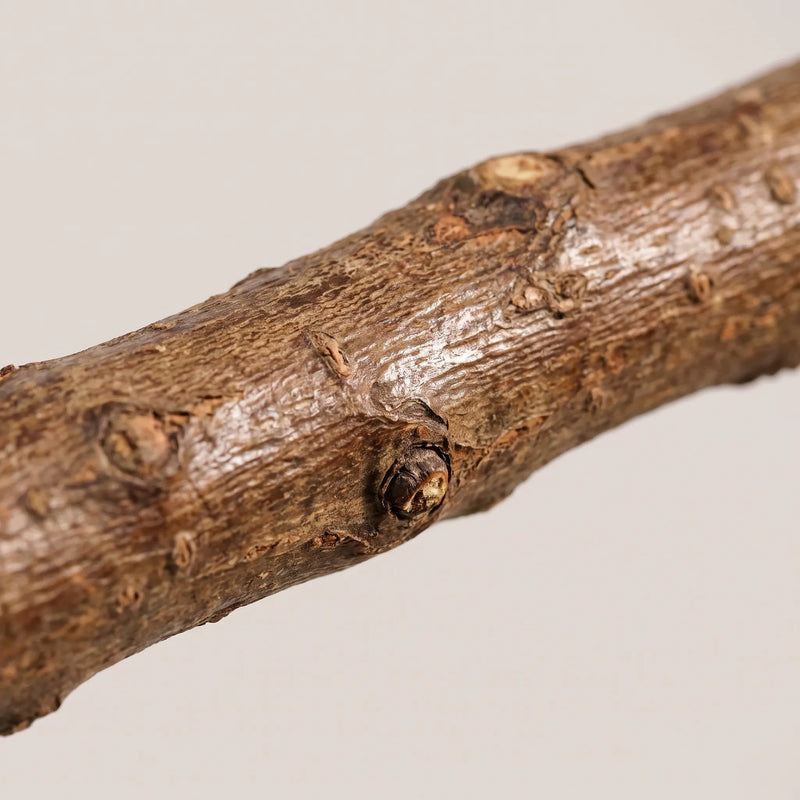 Close-up of a natural branch perch showing its rough, knotted bark texture against a plain pale background. 3