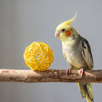 Yellow woven ball resting on a wooden perch beside a yellow-crested cockatiel with orange cheeks, against a grey backdrop. 2
