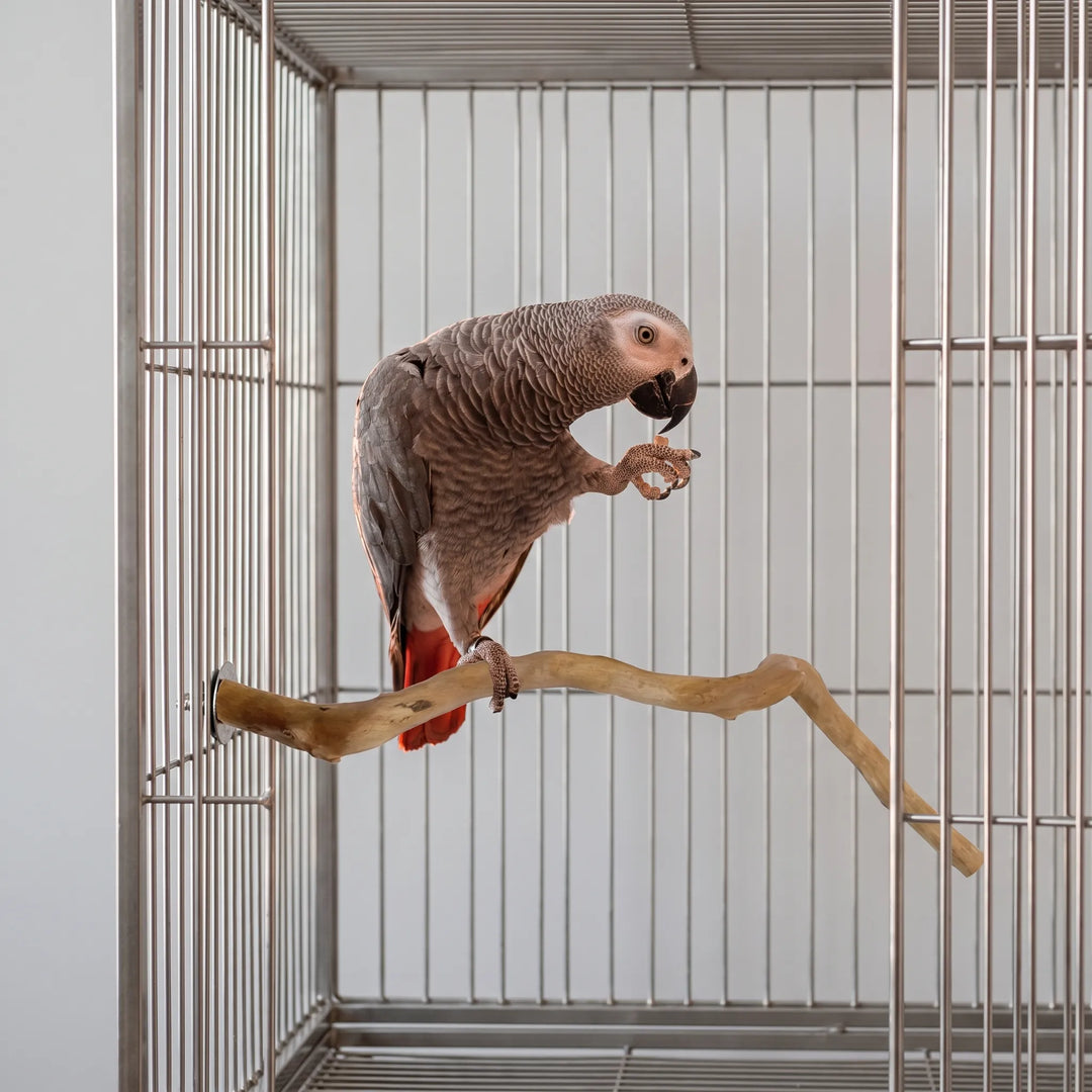 Grey parrot with a red tail standing on the branch inside a steel cage, holding a morsel of food in one foot. 3