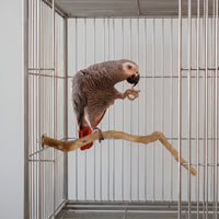 Grey parrot with a red tail standing on the branch inside a steel cage, holding a morsel of food in one foot. 3