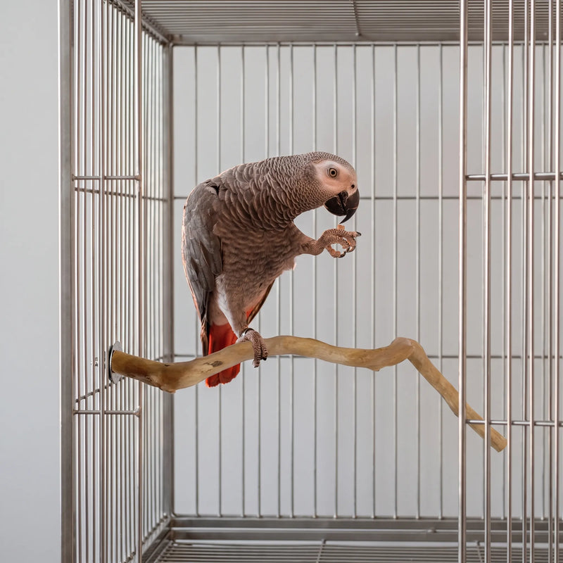 Grey parrot with a red tail standing on the branch inside a steel cage, holding a morsel of food in one foot. 3