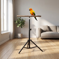 Stand in a bright living room with a colourful orange, yellow and green parrot perched on the wooden branch. 2