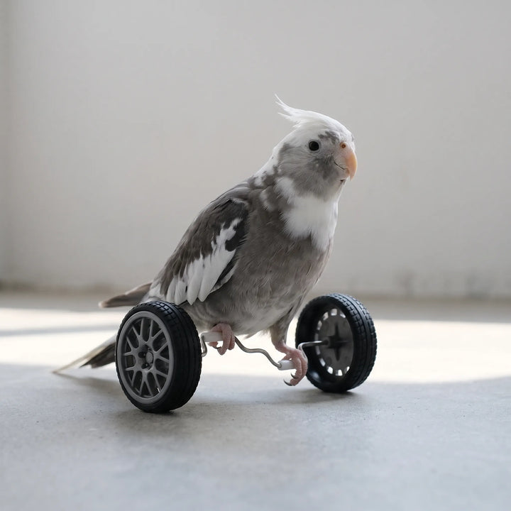 A grey and white cockatiel perched on the bent axle between the two wheels, standing on a concrete floor. 2