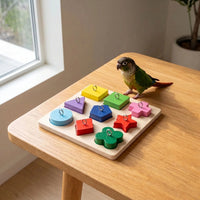 Green-cheeked conure standing beside the colourful shape-sorting board on a wooden table by a window, showing its use with a pet bird. 2