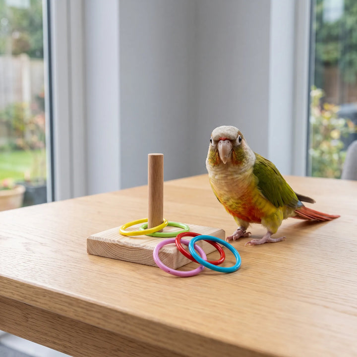 Green-cheeked conure stands beside the ring toy on a wooden table by a window, with two rings on the peg. 2
