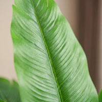 Large Artificial Tropical Plant - Tropikys