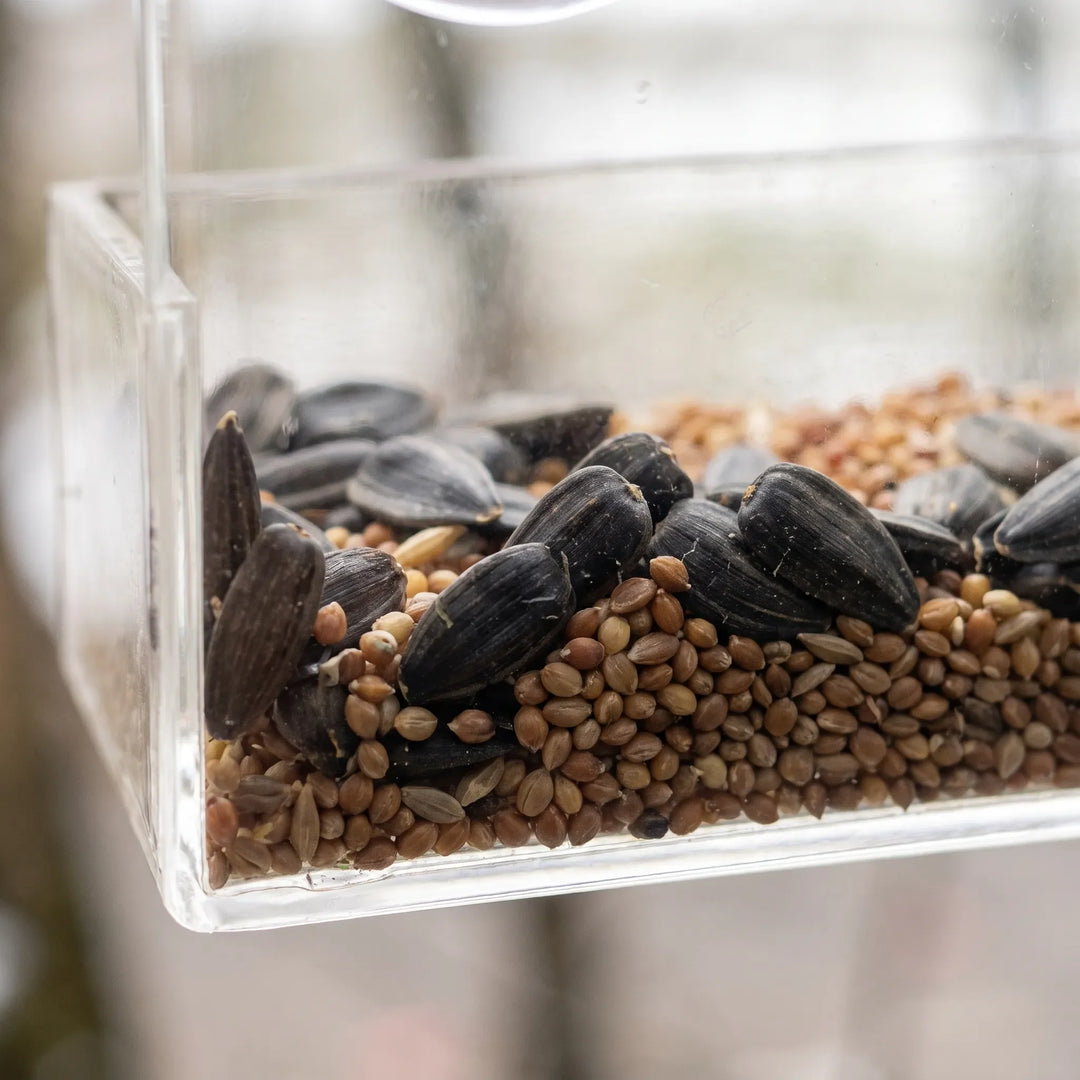 Close-up of the transparent seed tray filled with black sunflower seeds and small brown grains, blurred window behind. 3