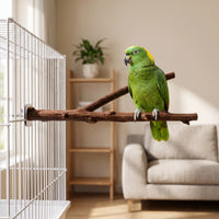 Green parrot with a yellow crown perched on the forked wooden branch, which is bolted to the bars of a white cage in a living room. 2