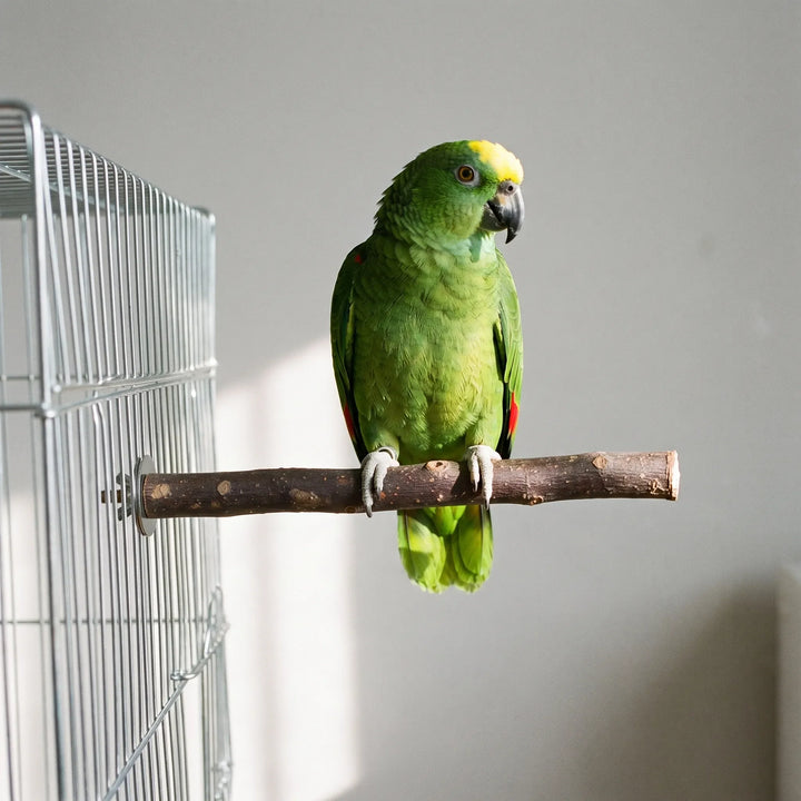 Green parrot with a yellow forehead perched on a bare wooden branch bolted to the side of a wire cage. 2