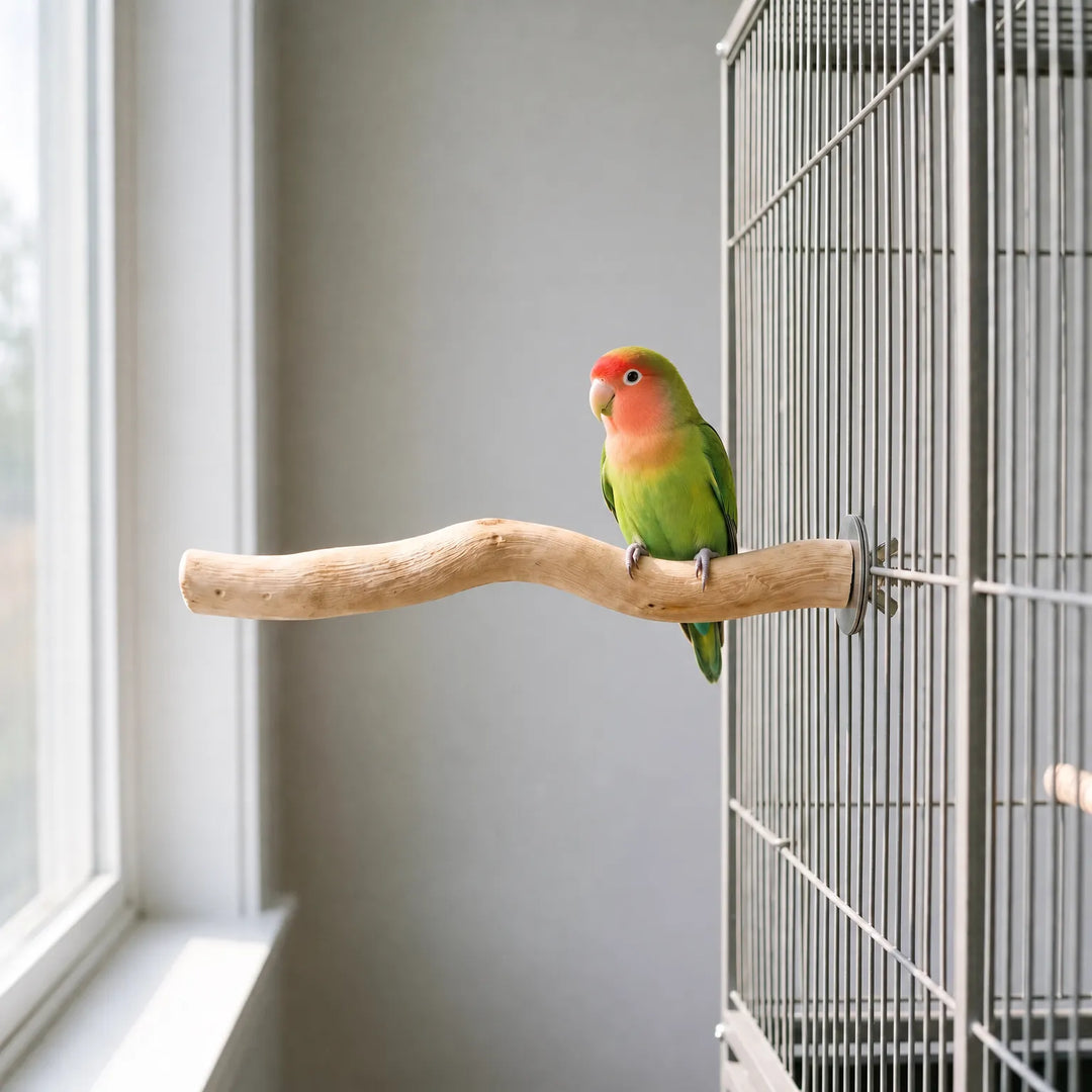 Small green lovebird with an orange-red face perched on the wooden branch, which is bolted to the bars of a cage beside a window. 2