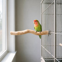 Small green lovebird with an orange-red face perched on the wooden branch, which is bolted to the bars of a cage beside a window. 2
