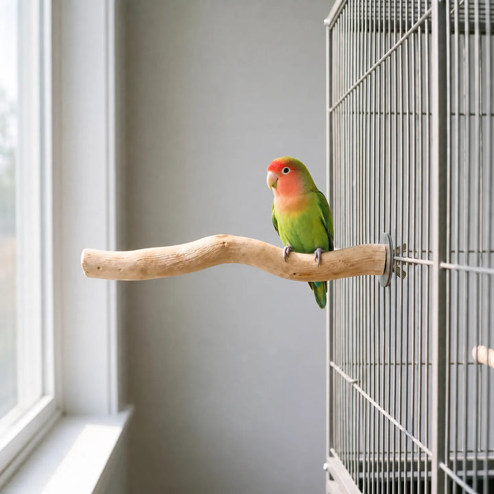 Small green lovebird with an orange-red face perched on the wooden branch, which is bolted to the bars of a cage beside a window. 2