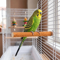 Green and yellow budgerigar standing on an orange gritty perch fitted inside a white cage with hanging toys behind. 2