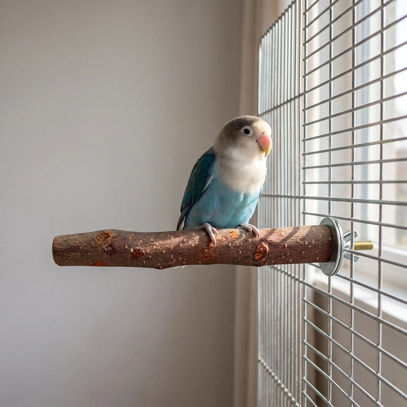 Small blue and white lovebird standing on the wooden perch, which is bolted to a wire cage beside a window. 2
