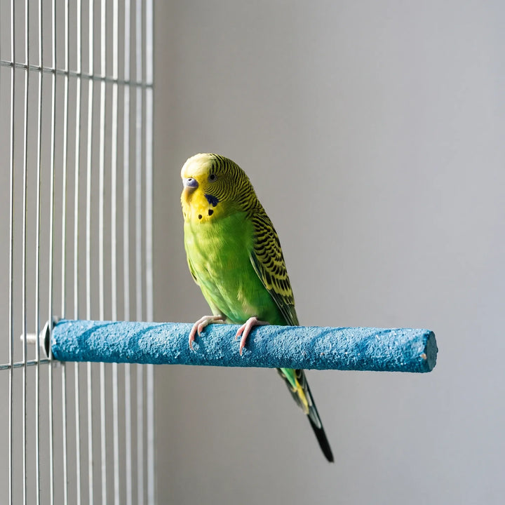 Green and yellow budgerigar perched on a blue textured perch bolted to the bars of a cage. 3