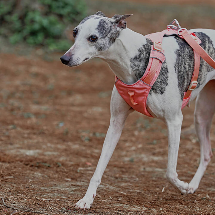 AquaCool - Anti-Pull Dog Harness with Multi-Functional Leash-Harness - Beige-XS-State of Style