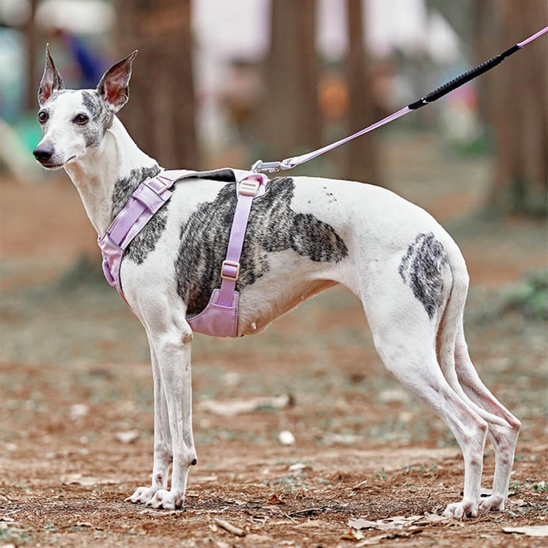 AquaCool - Anti-Pull Dog Harness with Multi-Functional Leash-Harness - Beige-XS-State of Style