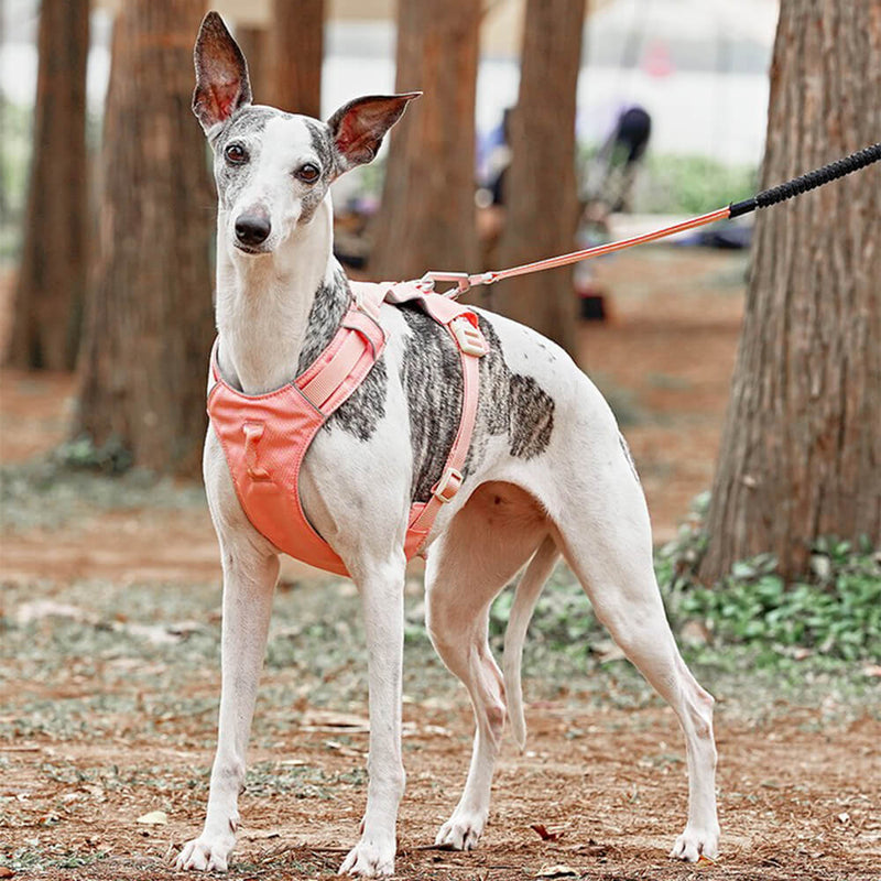 AquaCool - Anti-Pull Dog Harness with Multi-Functional Leash-Harness - Beige-XS-State of Style