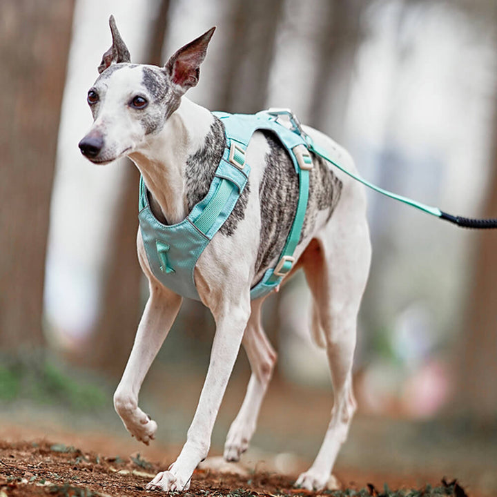 AquaCool - Anti-Pull Dog Harness with Multi-Functional Leash-Harness - Beige-XS-State of Style