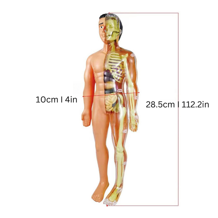 Educational Anatomy Model for Children - BioBouw-State of Style
