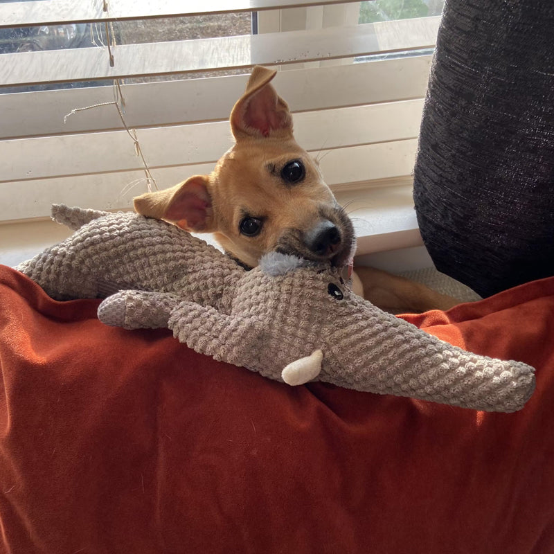 Extra Strong Dog Toy - Maximus-Wolf-State of Style
