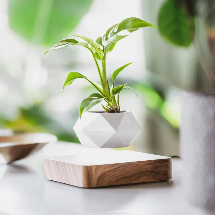 Floating Plant Holder with Magnetic Levitation - Liva-Walnut Base-State of Style