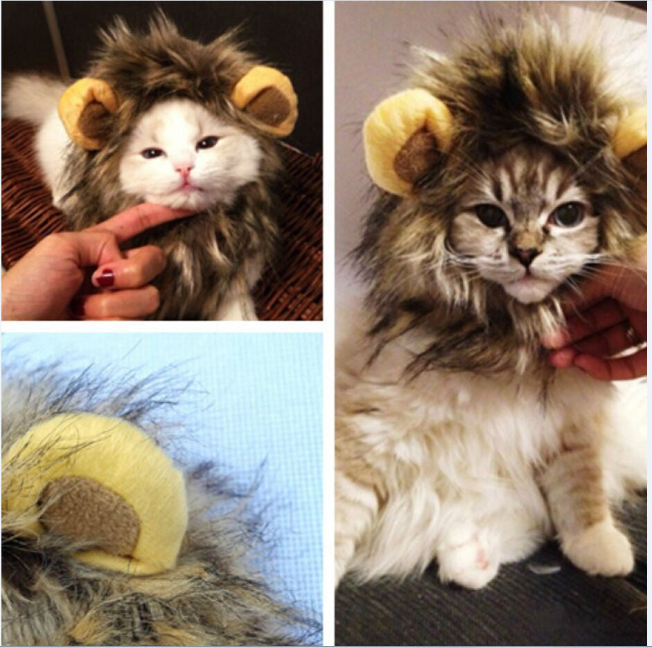 Lion manes for your cat - LionPaws-State of Style