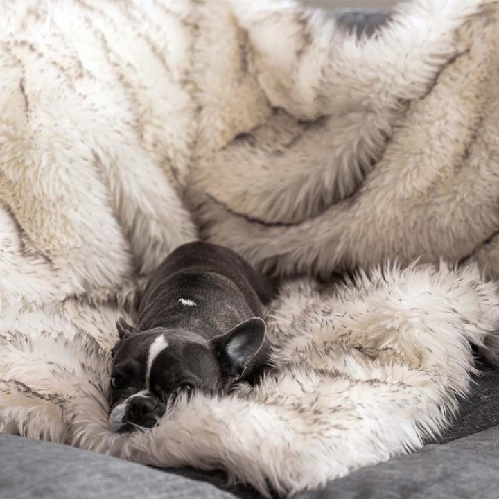 Luxury Waterproof Pet Blanket - CozyPaw™-White/brown-75 x 100 cm-State of Style