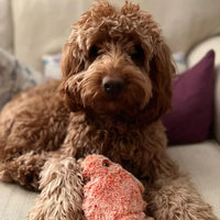 Moving Dog Toy with Motion Sensor - PlayPal-Lobster-State of Style