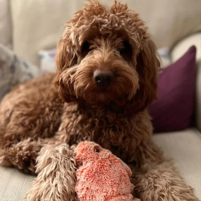 Moving Dog Toy with Motion Sensor - PlayPal-Lobster-State of Style
