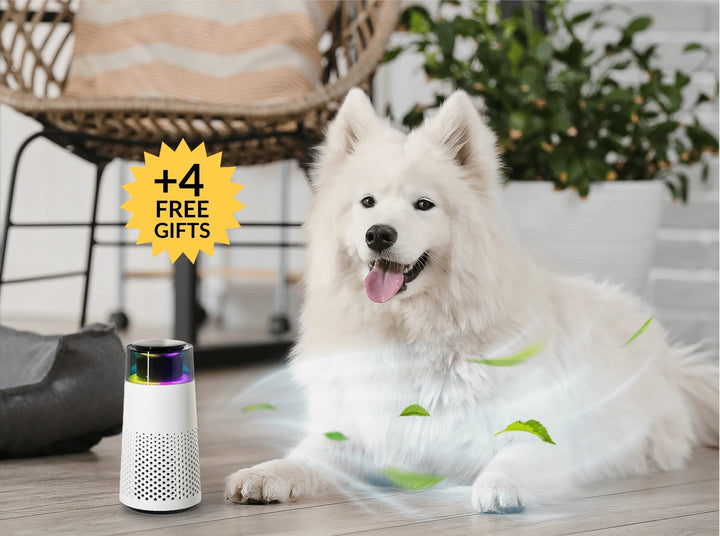 PetFresh Animal Scent Humidifier-Black-State of Style