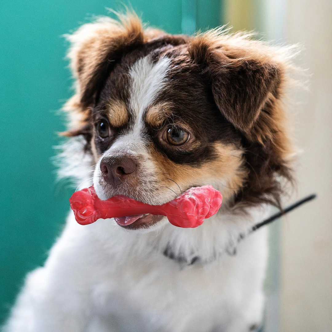 The Playful Dog Dentist - BuddyChew-S-State of Style