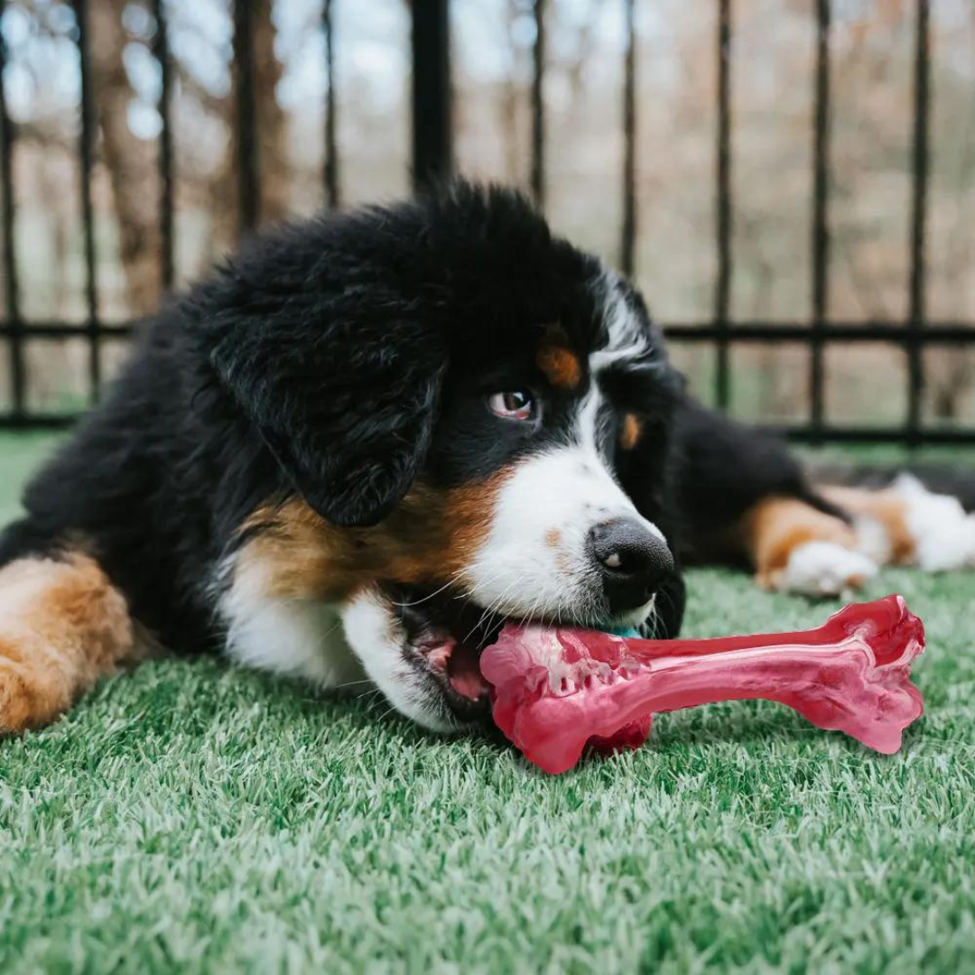 The Playful Dog Dentist - BuddyChew-S-State of Style